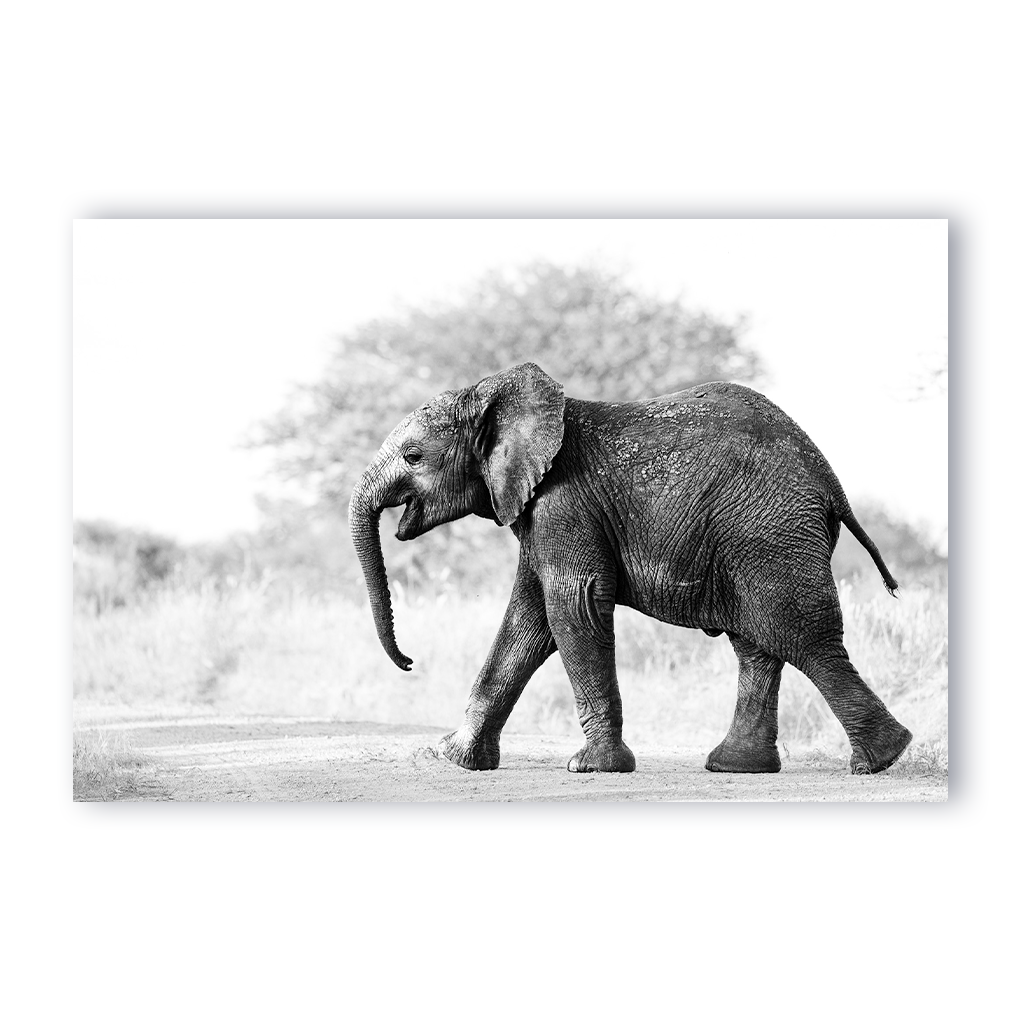 Carel-Louis Steenkamp -Carel-Louis's work as a conservation wildlife photographer allows him to capture the beauty of nature while also shedding light on the importance of preserving our natural habitats.