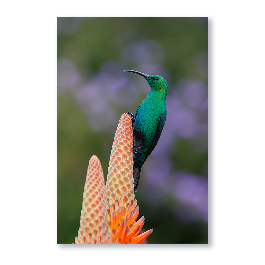 Mark Smedley - is an amateur bird, macro and astrophotographer who is based in Cape Town.