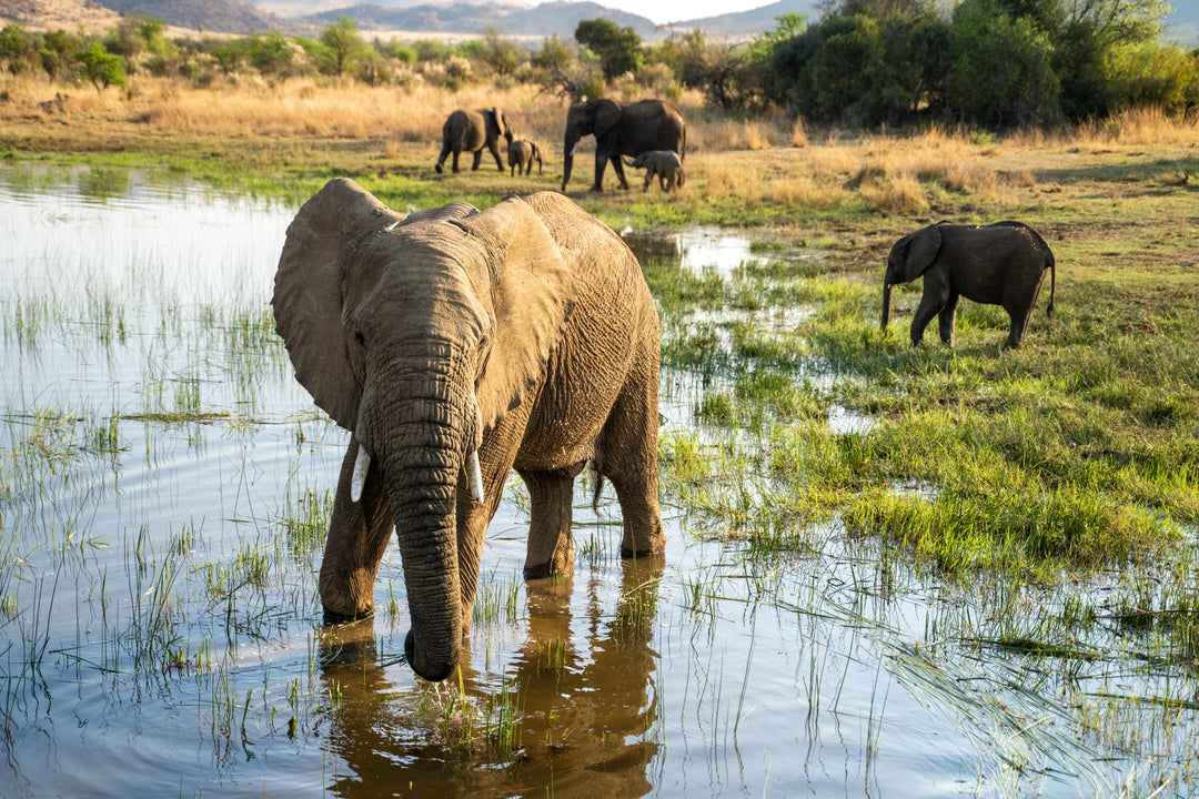 PIlanesberg Elephants