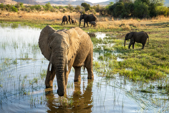 PIlanesberg Elephants