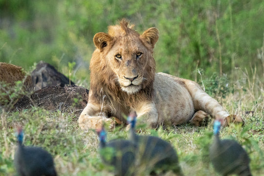 Kruger (3)