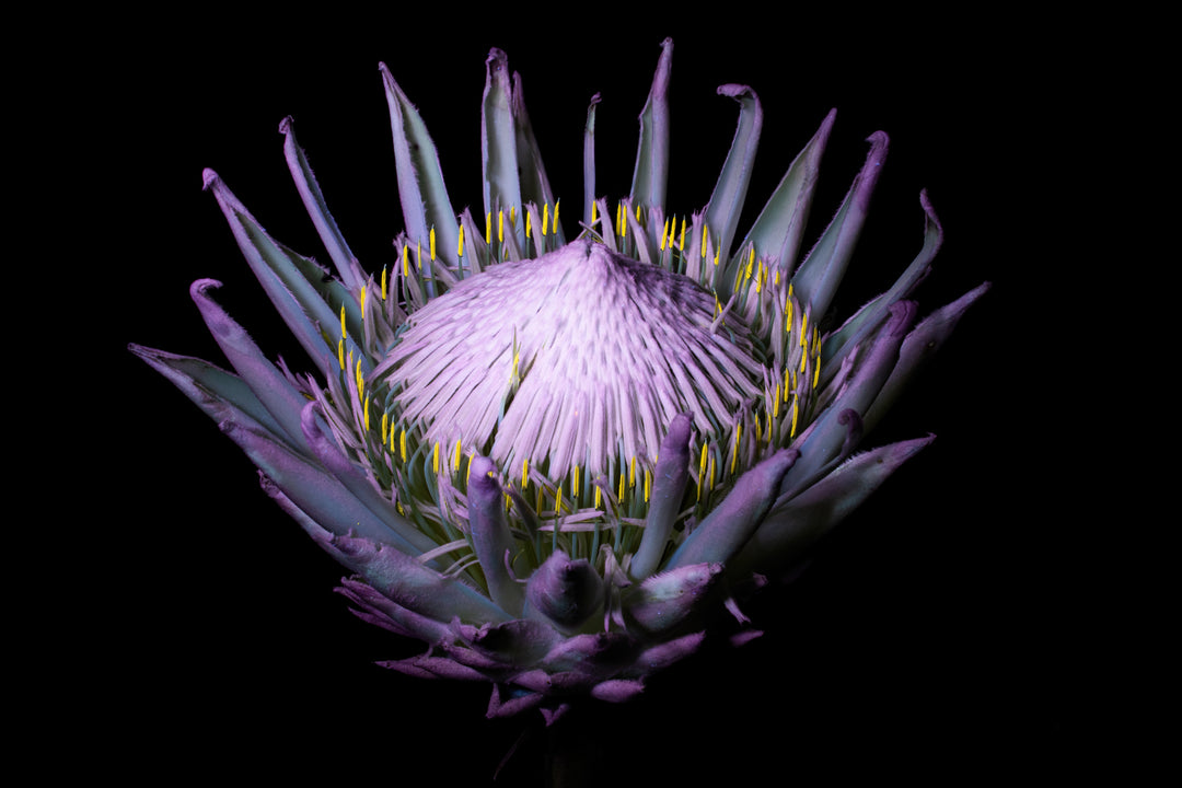 Protea UV light