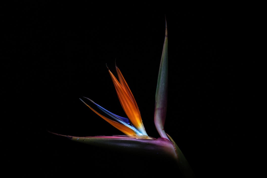 UV Strelitzia