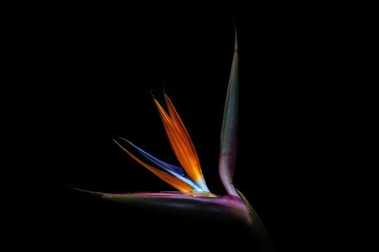 UV Strelitzia