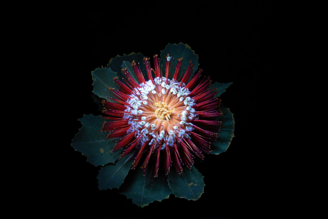 Banksia UV light