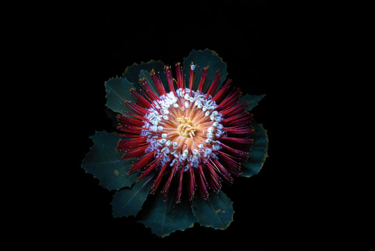 Banksia UV light