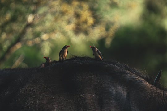 Kruger Park (1)