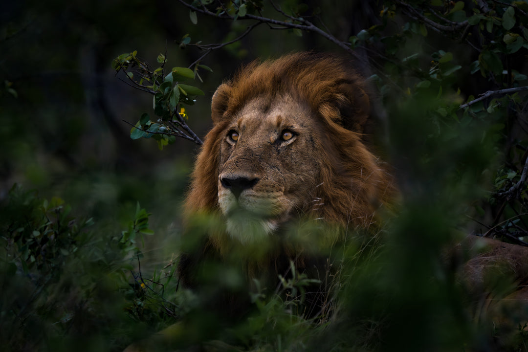 Kruger Park (4)