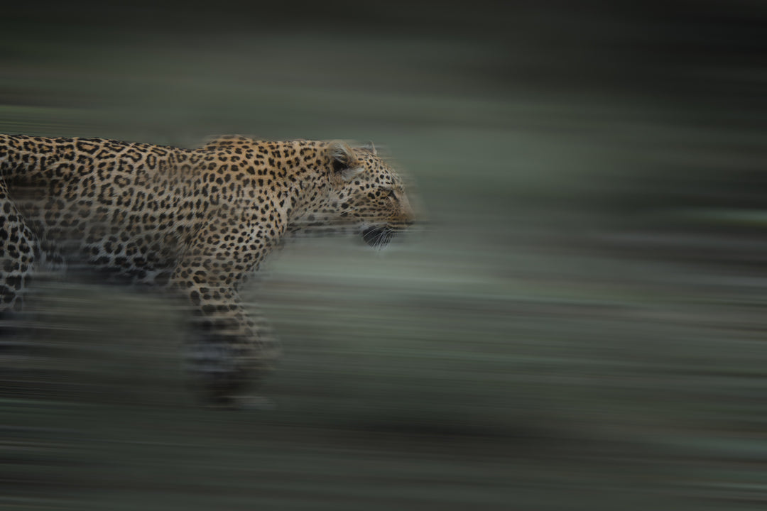 Kruger Park (2)