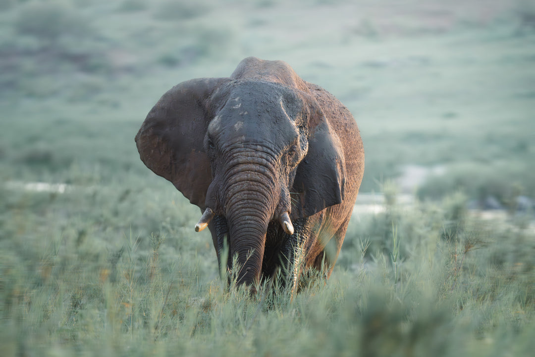 Kruger Park (3)