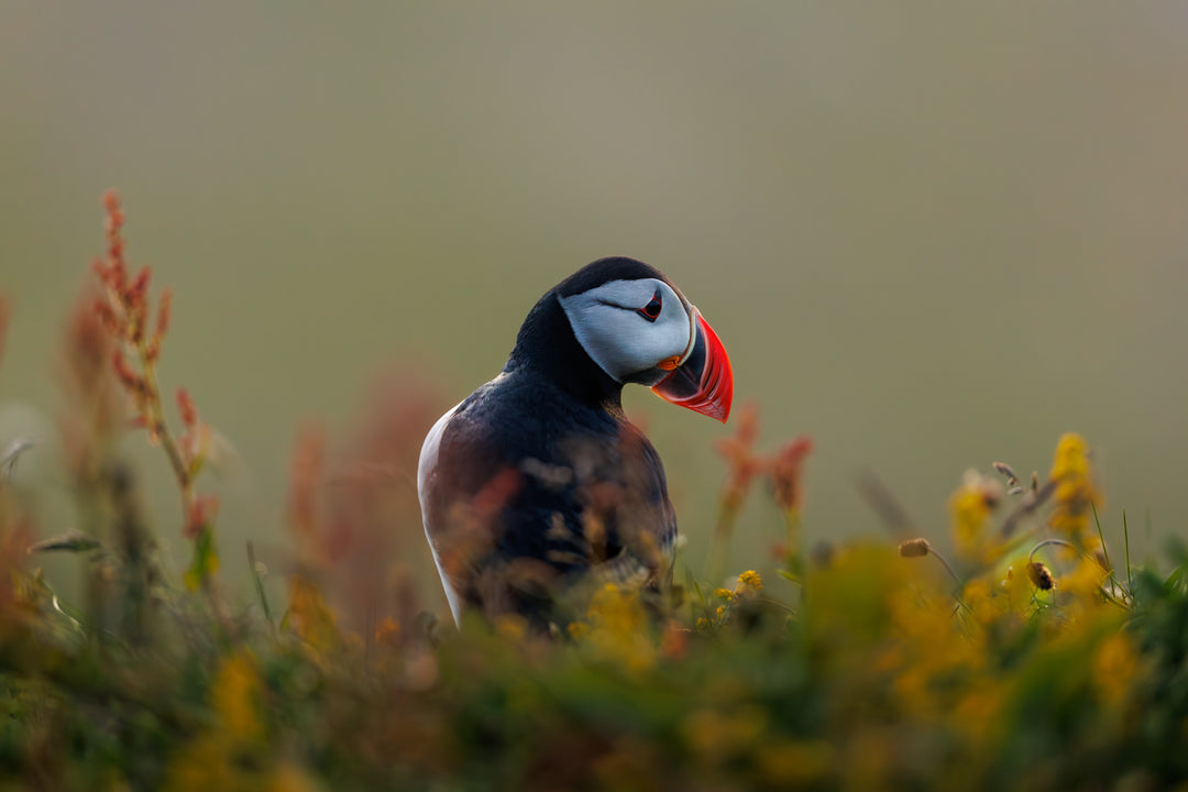 Iceland Puffin