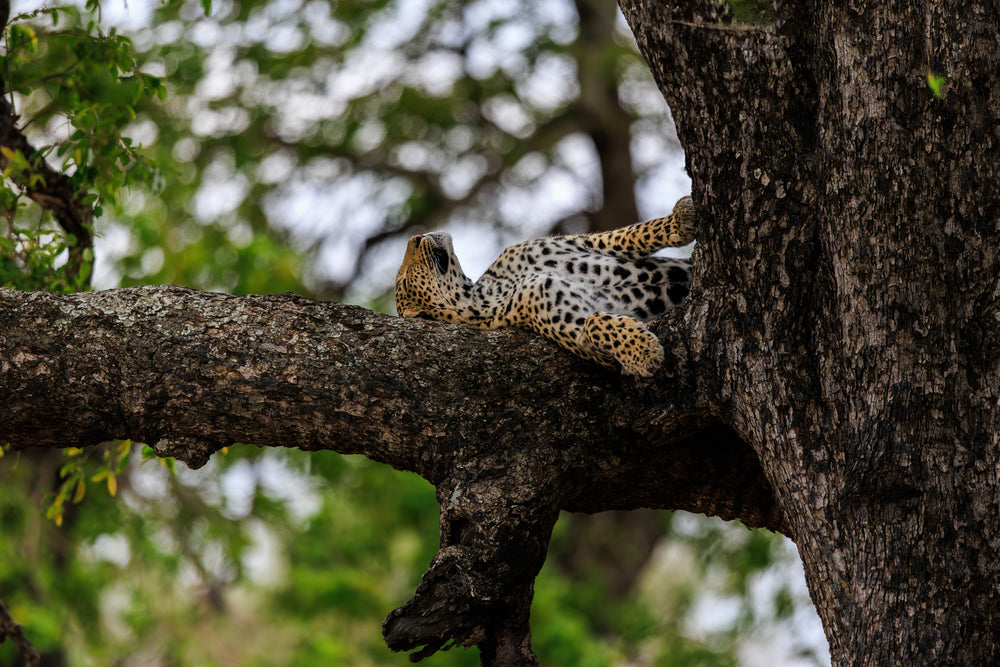 Kruger National Park (3)