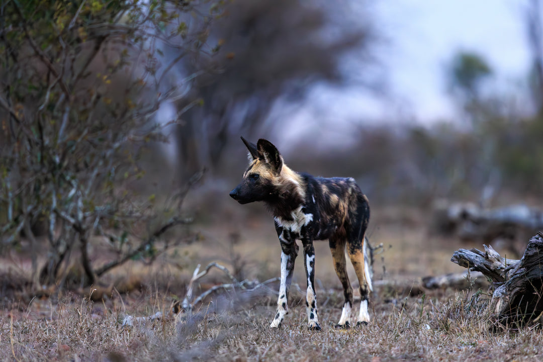 Kruger National Park (1)