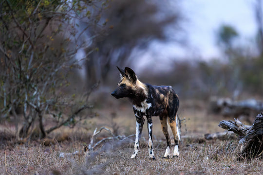 Kruger National Park (1)