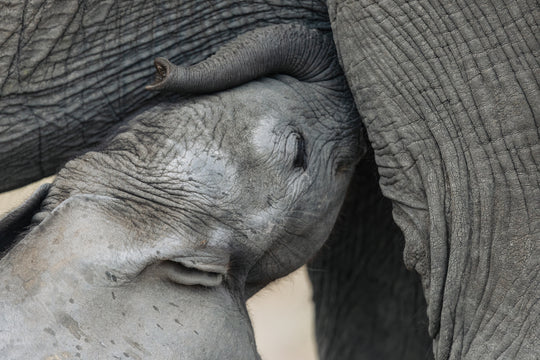 Kruger National Park (2)