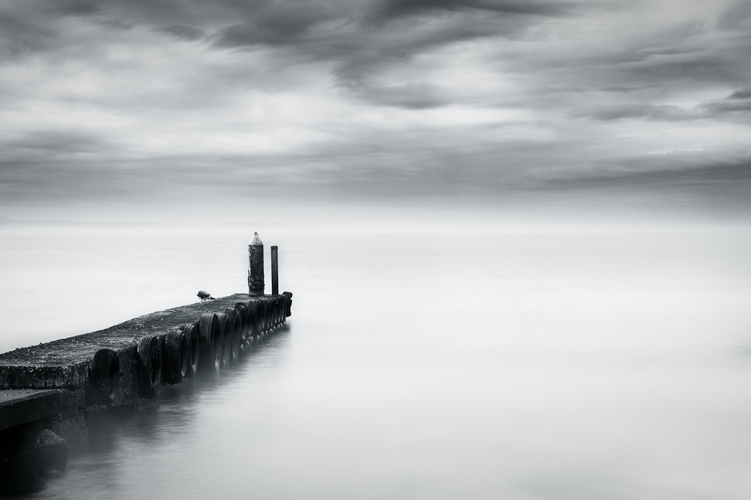 A Single Seagull