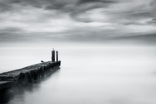 A Single Seagull