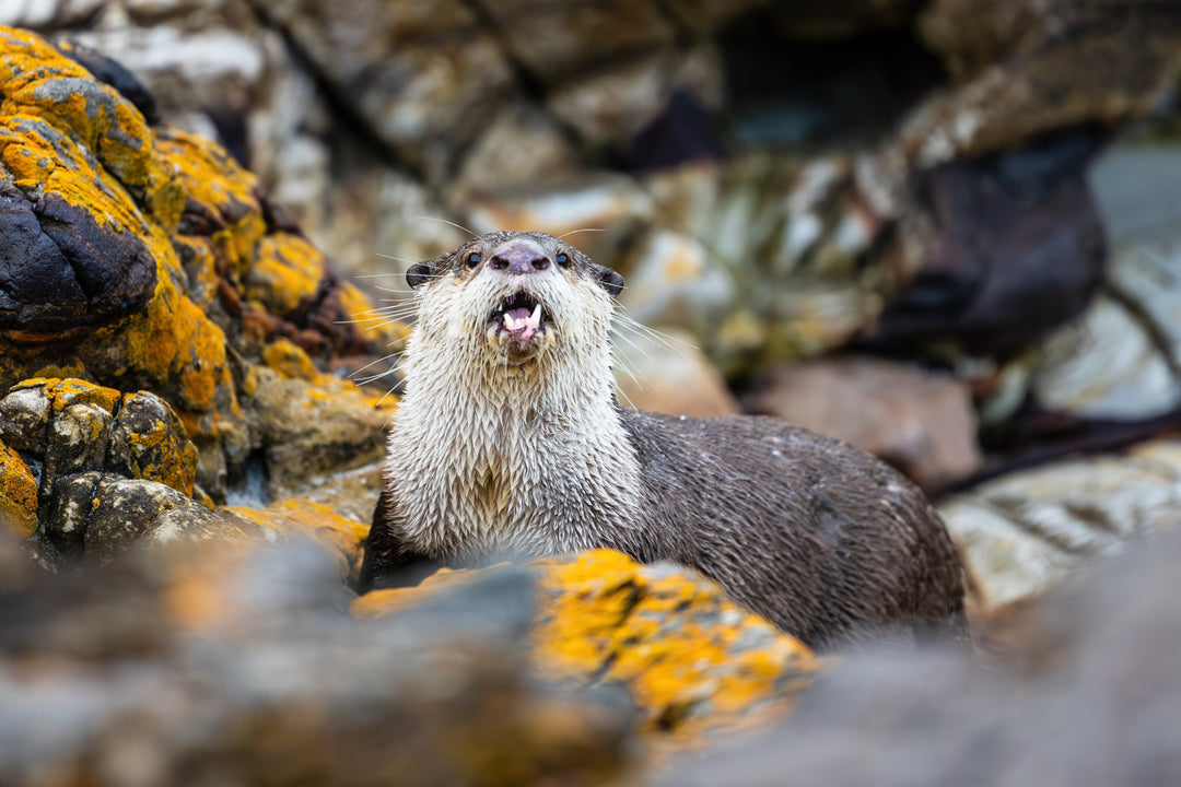 Hermanus Otter