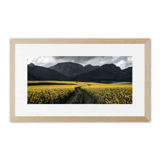 Canola Fields