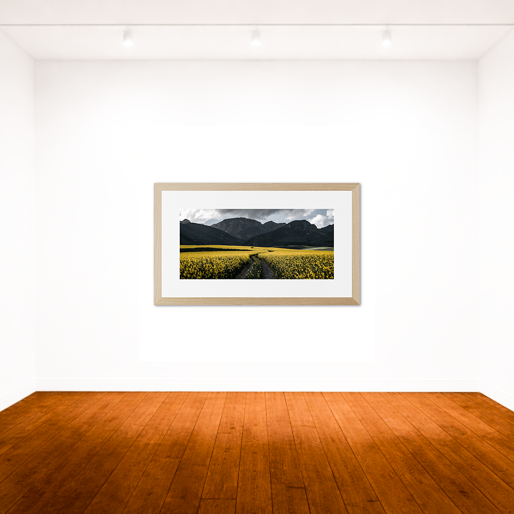 Canola Fields