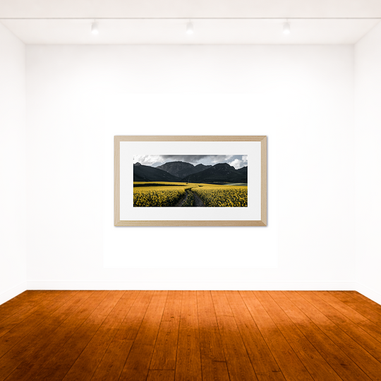 Canola Fields