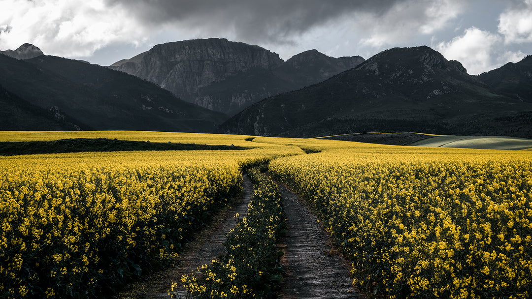 Canola Fields