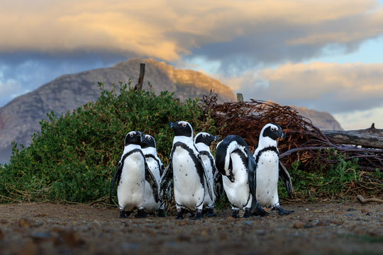 Bettys Bay