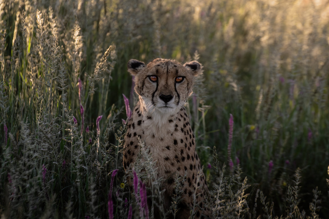 Cheetah Day