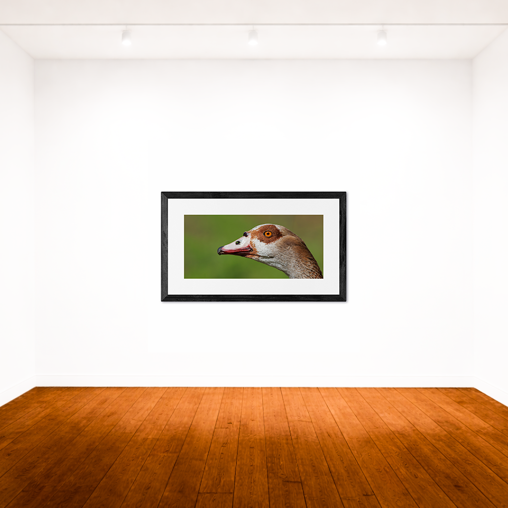A Bird&