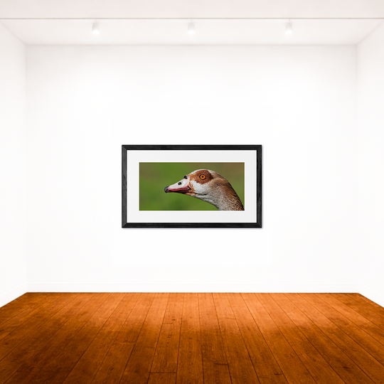 A Bird&