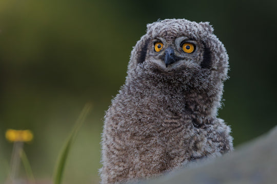 A look of Surprise