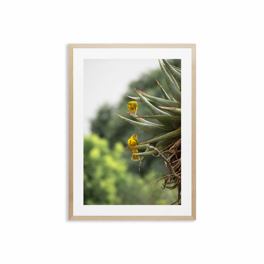 Aloe Serenade