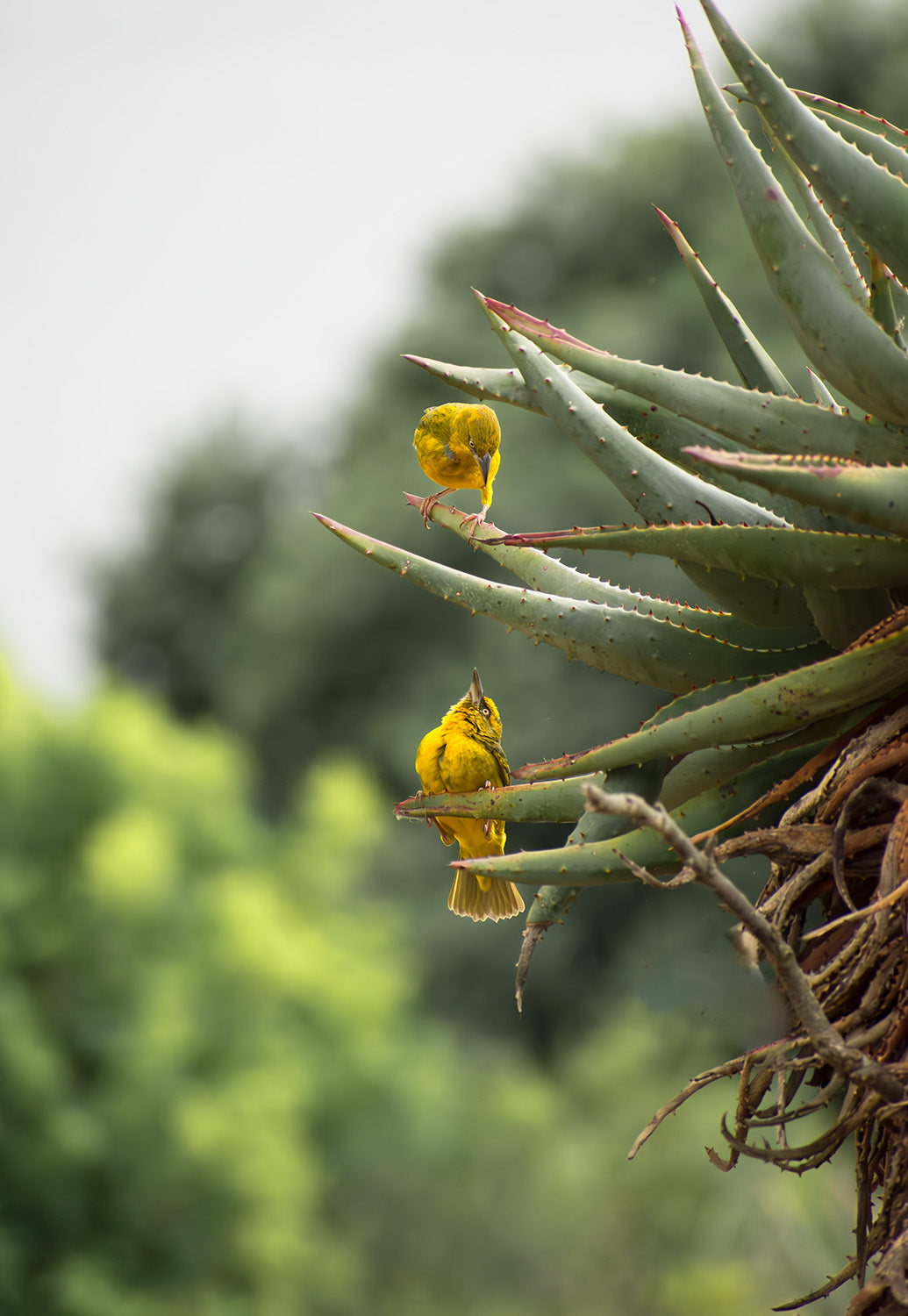 Aloe Serenade