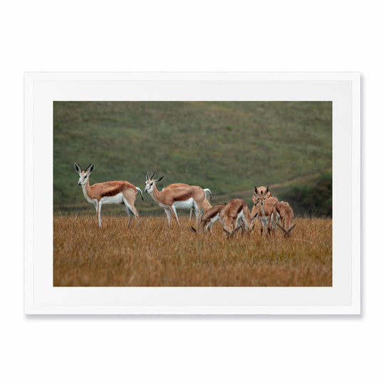 Bokkies