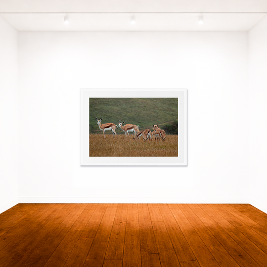 Bokkies