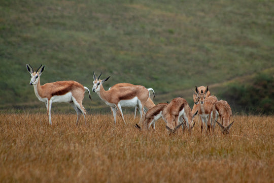 Bokkies