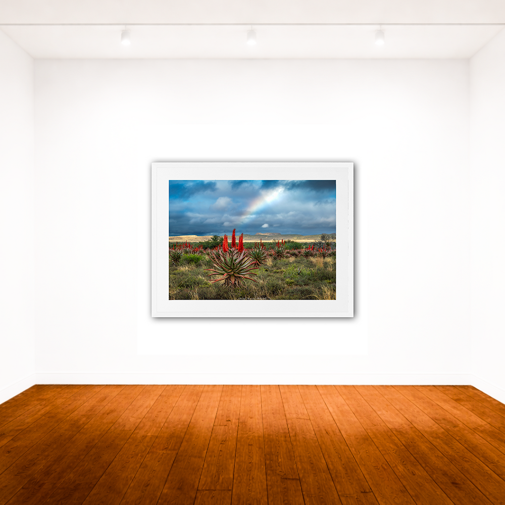 Stunning Rainbow (1/2)