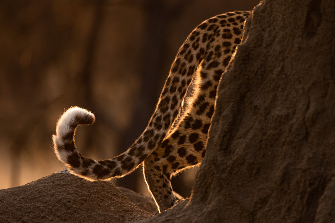 Elusive