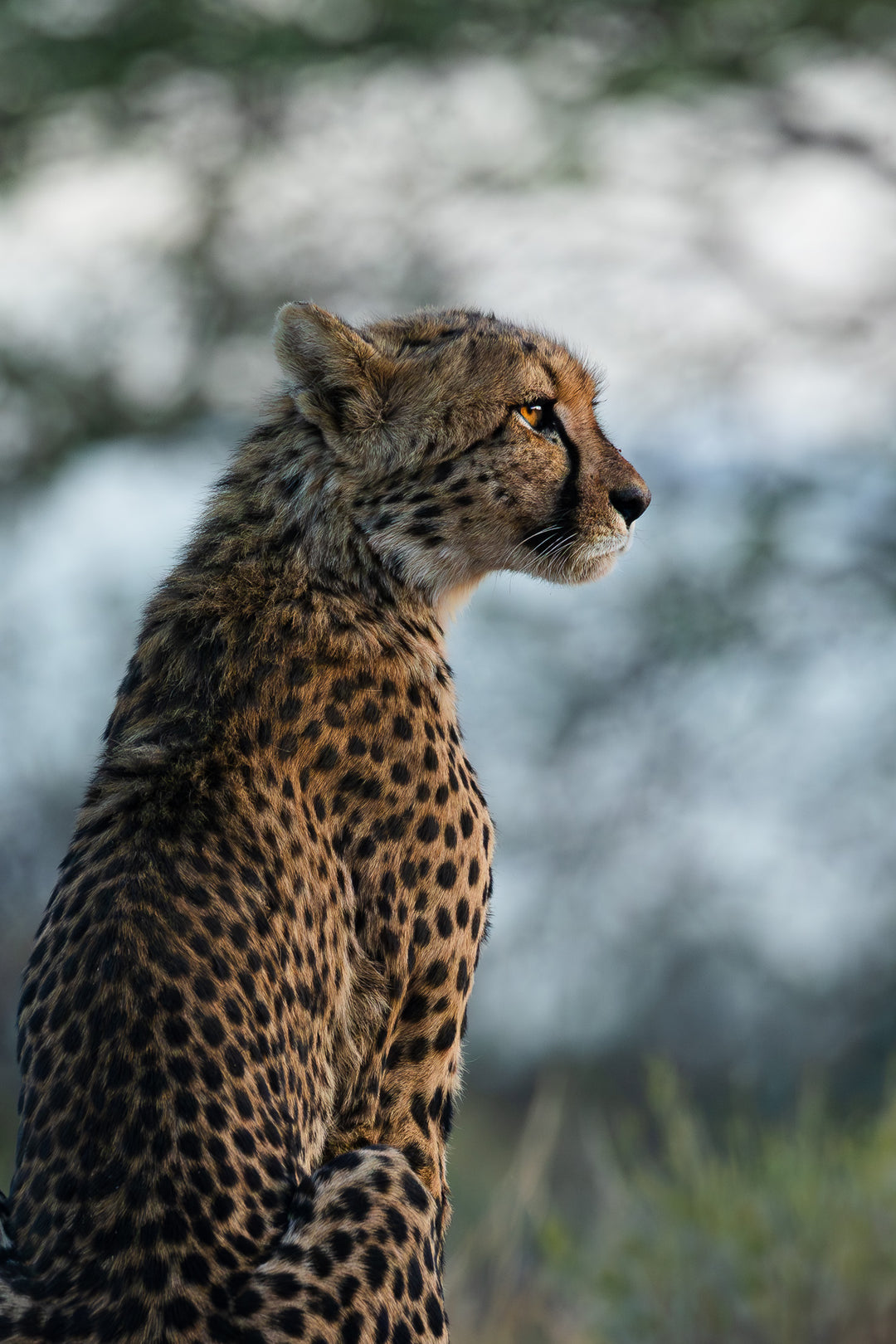 Regard