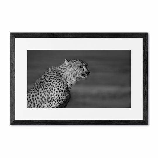 Cheetah on Guard