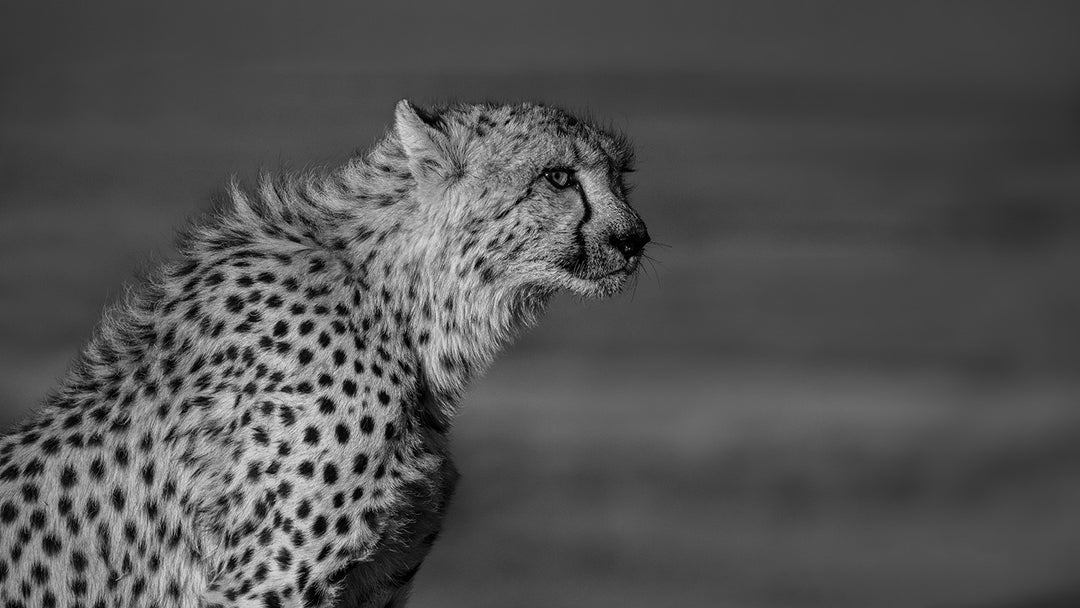 Cheetah on Guard