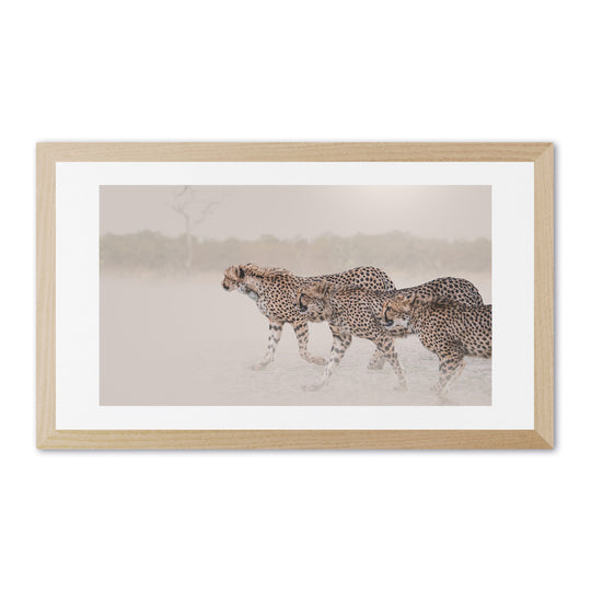 Cheetahs on the Hunt