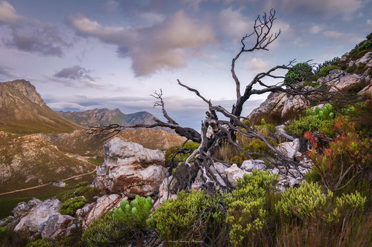 Dead Tree Sunset