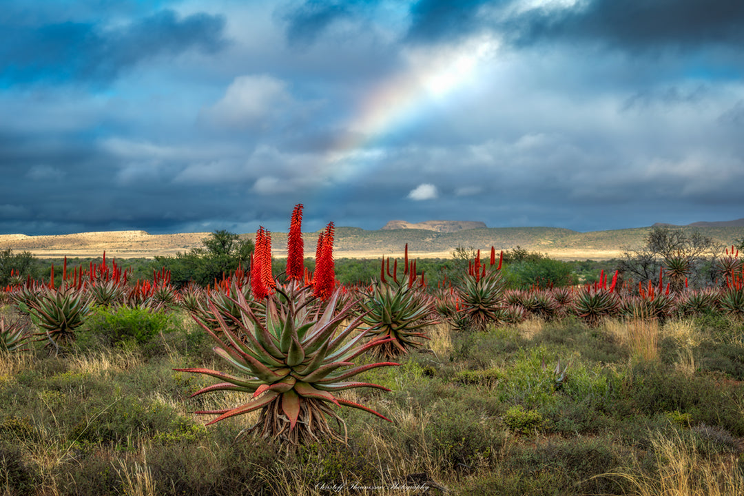 Klein Karoo Aloe