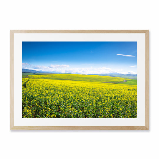 Canola Field