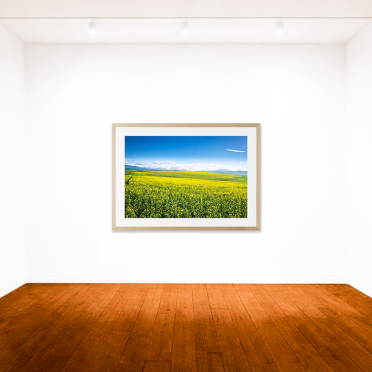 Canola Field