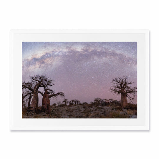 Milky Way Over Baobabs