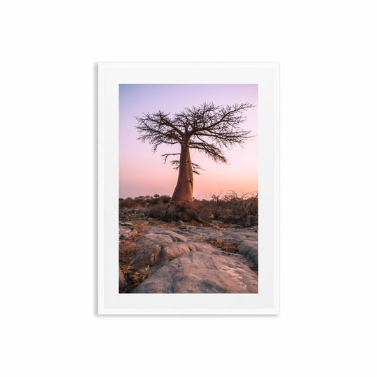 Baobab at Sunset