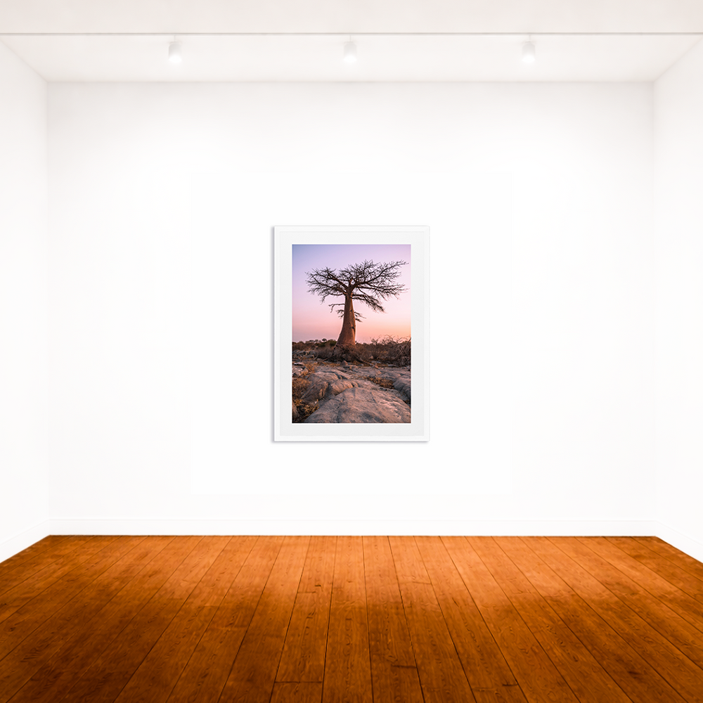 Baobab at Sunset