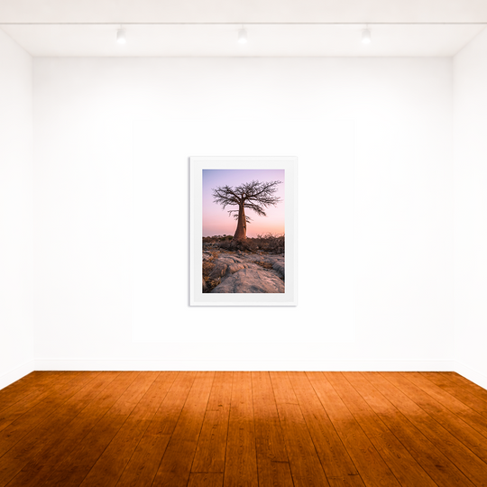 Baobab at Sunset